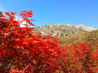立山黒部アルペンルート紅葉